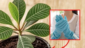 Ta niepozorna roślina jest silnie trująca.