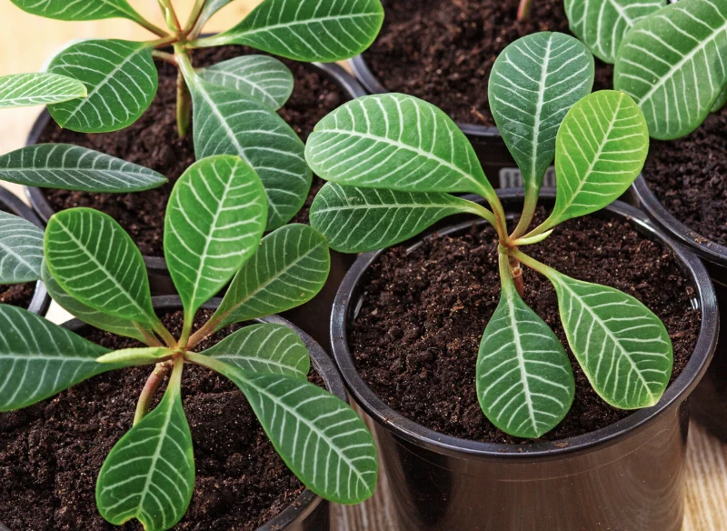 Wilczomlecz ma piękne liście z podkreślonym unerwieniem