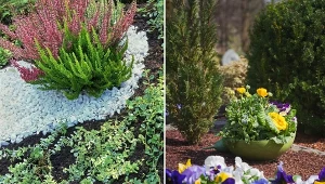 Rośliny zimozielone i okrywowe na cmentarz to rozsądny wybór nie tylko na Wszystkich Świętych.