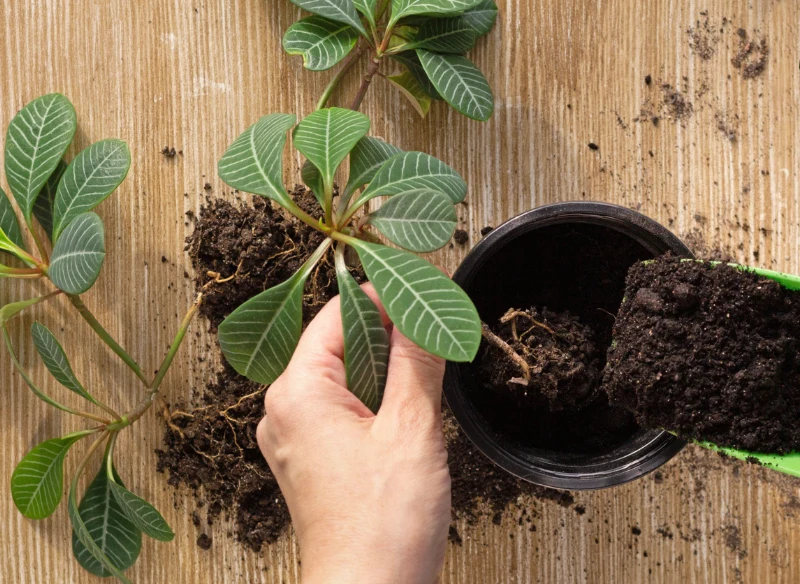 Przesadzanie wilczomlecza jest bardzo proste