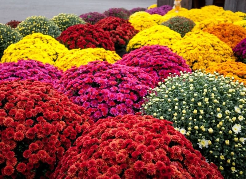 Najpiękniejsze chryzantemy na Wszystkich Świętych 2021