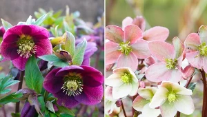 Ciemiernik to długowieczna, mało wymagająca bylina.