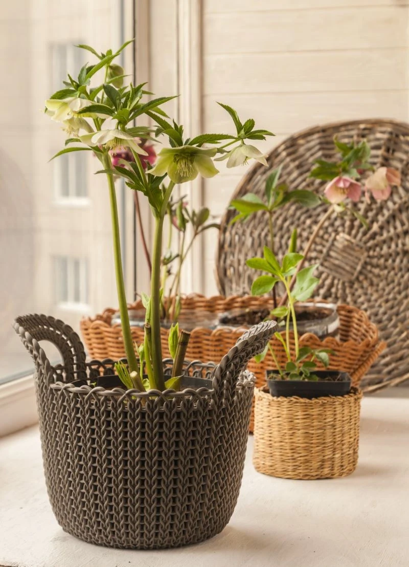 Ciemiernik pięknie prezentuje się na domowym parapecie