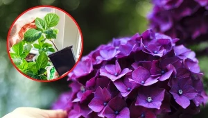 Jakie są sposoby rozmnażania hortensji ogrodowej? Sprawdźcie. Fot. 123RF.com/Canva Pro