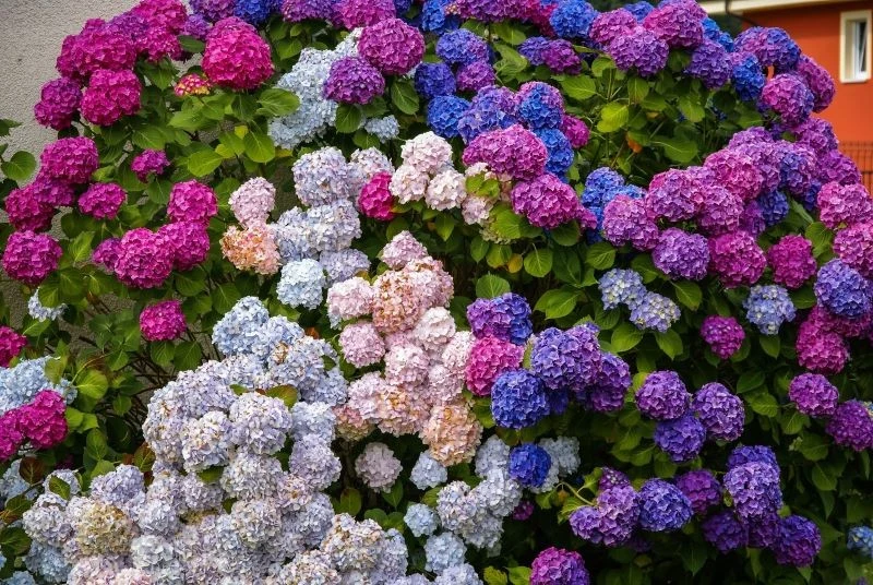 Hortensje ogrodowe mają piękne kuliste kwiatostany