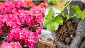 Zimowanie pelargonii wymaga umieszczenia ich w odpowiednio chłodnym i jasnym pomieszczeniu.