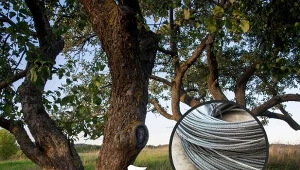 Zobacz, co zrobić, by ocalić spróchniałe drzewo! Fot.123RF/Andrzej Sidor/Forum