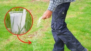 Dlaczego zabieg wapnowania trawnika jest taki ważny? Sprawdź! Fot. 123RF.com/CanvaPro