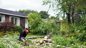 Chcesz wyciąć drzewo na własnej działce? Musisz za to zapłacić.