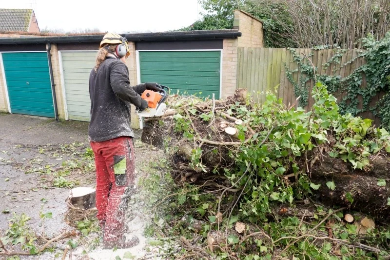 Planujesz wycinkę drzew lub krzewów na swojej posesji