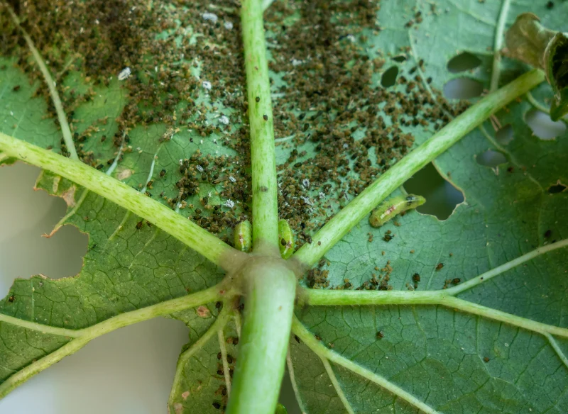 Wciorniastki żerują na liściach, ale przenoszone są w ziemi