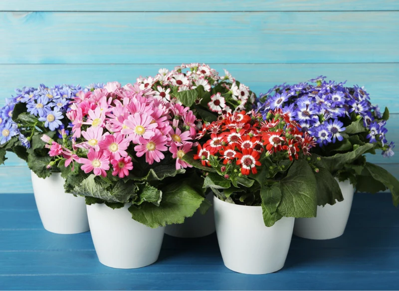 Cyneraria wniesie kolor do Twojego domu