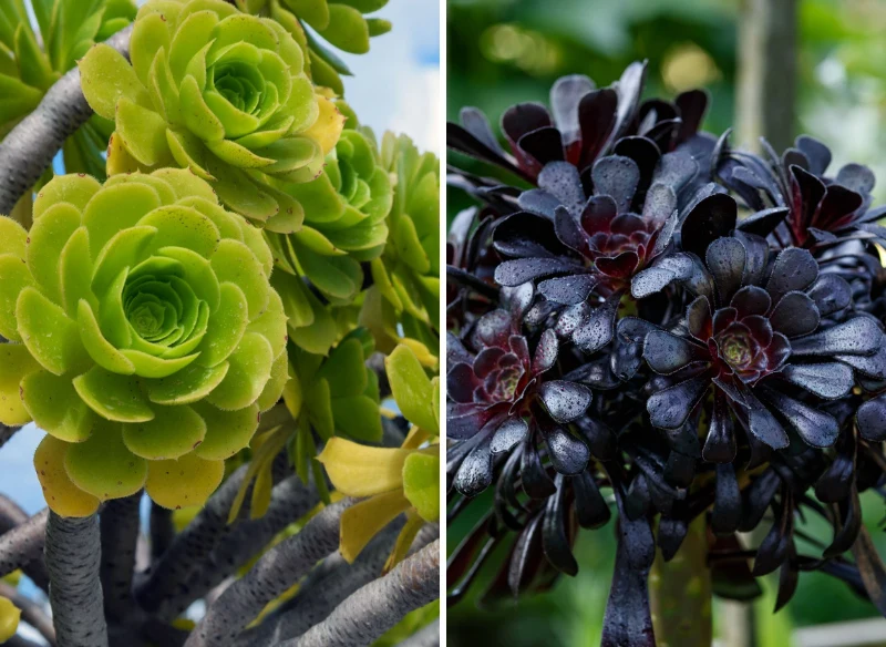 Ciekawa roślina doniczkowa