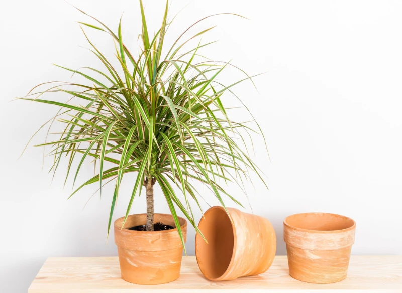 Dracena to jedna z najpopularniejszych roślin domowych