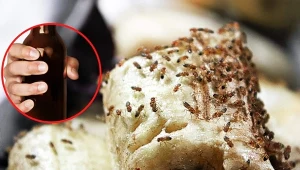 Jak zrobić pułapkę na muszki owocówki? Sprawdżcie nasze metody. Fot. 123RF.com/Canva Pro