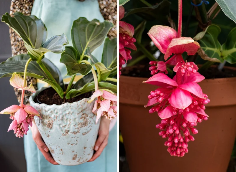 Kwiaty medinilli zachwycą każdego