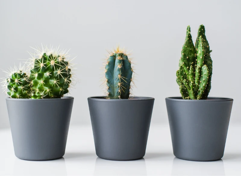 Kaktusy to roślina domowa, która sprawdzi się na każdym parapecie