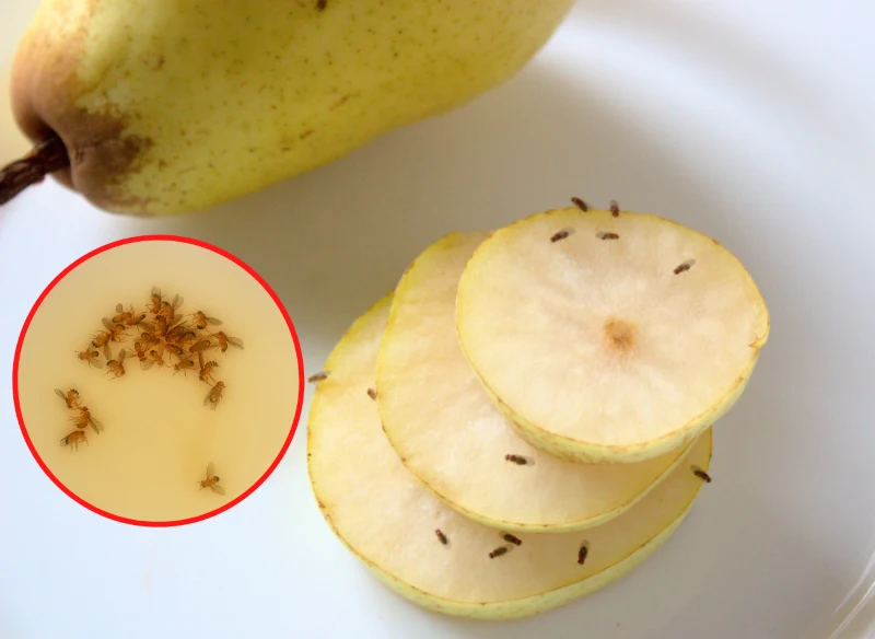 Muszki już nie wydostaną się ze słoika z octem i płynem do naczyń