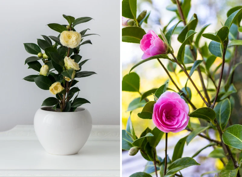 Dobrze pielęgnowana kamelia odwdzięczy się pięknymi kwiatami