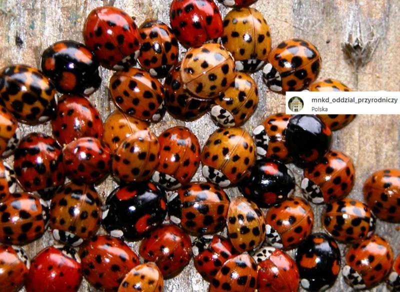 Coraz częściej pojawiają się w miastach