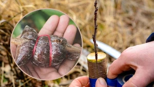 Wyjaśniamy na czym polega szczepienie drzew owocowych.
