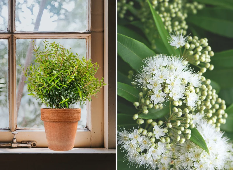 Mirt będzie dobrze prezentował się na oknie, ale możesz go wykorzystać również w kuchni
