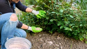 Zalecany schemat nawożenia róż zakłada 2–3 zasilenia w okresie od wiosny do końca lipca.