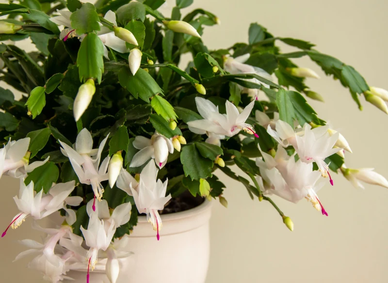 Grudnik nazywany jest kaktusem Bożego Narodzenia