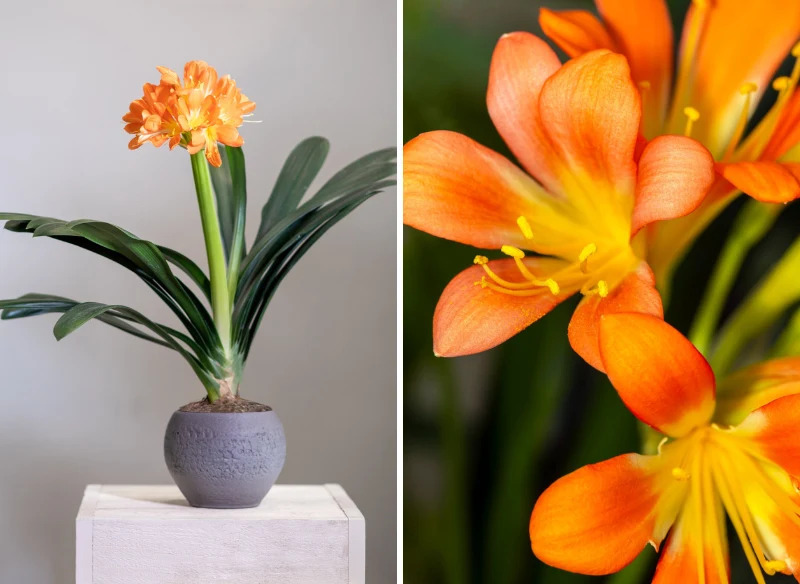 Kliwia przyciąga wzrok pomarańczowymi kwiatami