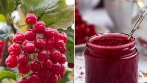 Kalina koralowa stanowi doskonałe źródło witamin A, C, E i P, kwas foliowy a także cukrów, garbników, przeciwutleniaczy, fitosteroli i pektyn.