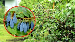 Jagoda kamczacka w Azji uznawana jest za „eliksir życia”. Cenne właściwości rośliny nie mają końca.