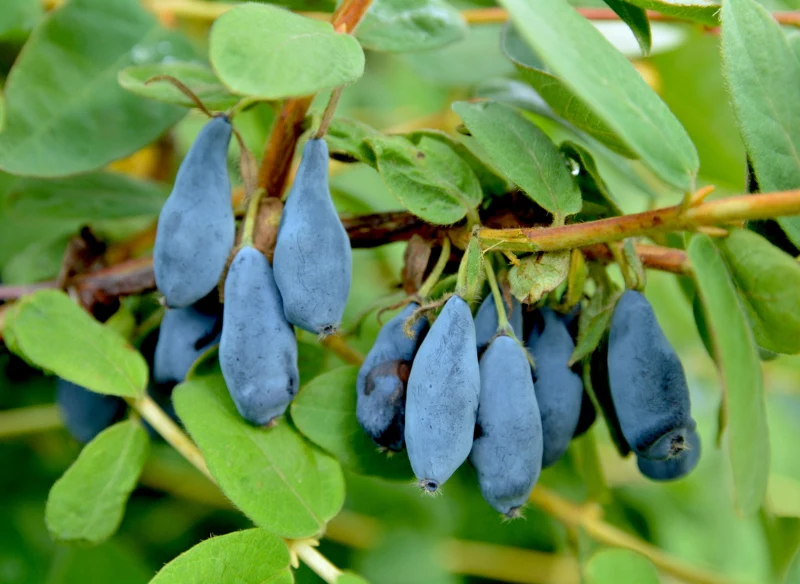 Jesienne sadzenie jagody kamczackiej to najlepsze rozwiązanie