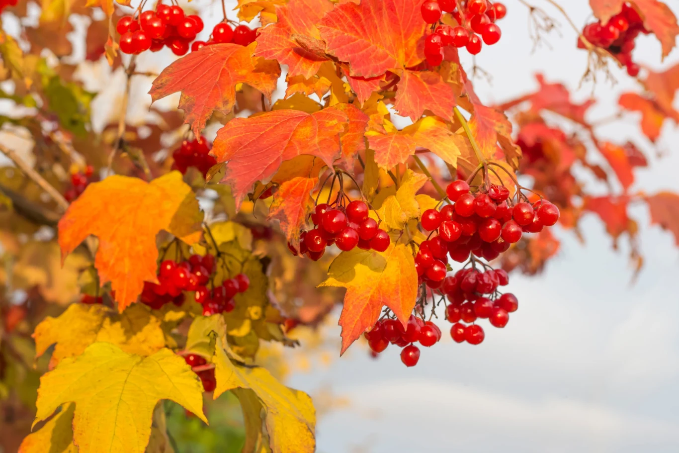 Kalina koralowa (Viburnum opulus)
