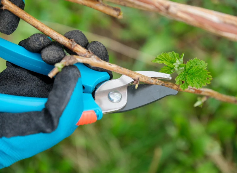 Jak pielęgnować jagodę kamczacką po posadzeniu