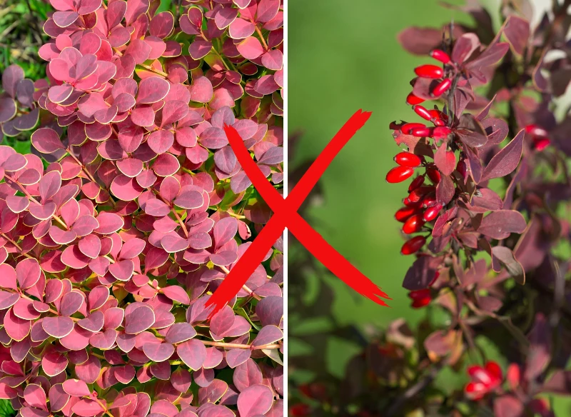 Berberys w sąsiedztwie jagody kamczackiej