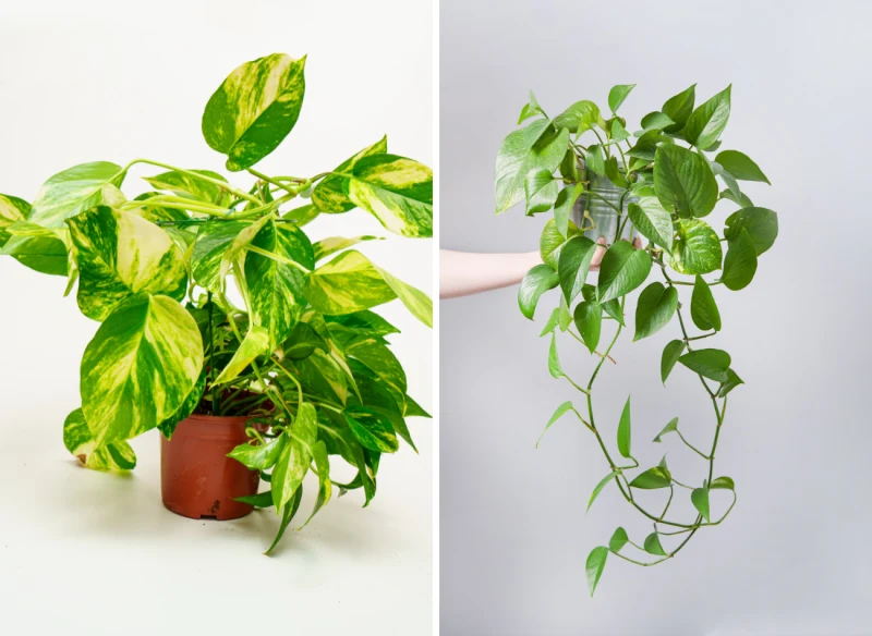 Scindapsus ma różne kolory liści