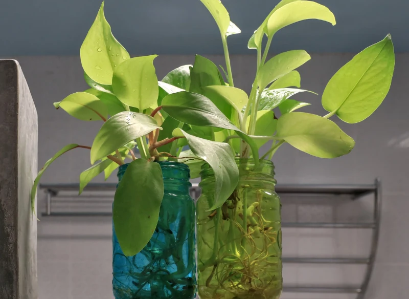 Korzenie Scindapsusa dobrze rozwijają się w wodzie