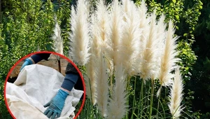 Trawy pampasowe wymagają okrycią i ściółkowania przed zimą.