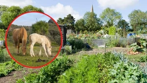 Obornik koński to wartościowy nawóz do różnego rodzaju roślin w ogrodzie.