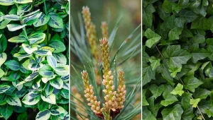 Rośliny zimozielone zapewniają całoroczny atrakcyjny wygląd ogrodu.