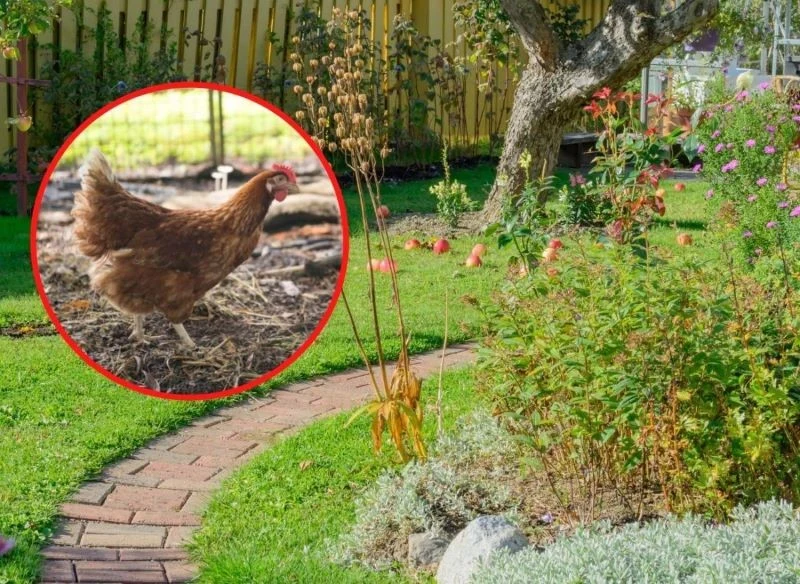 Jak stosować obornik kurzy w ogrodzie jesienią