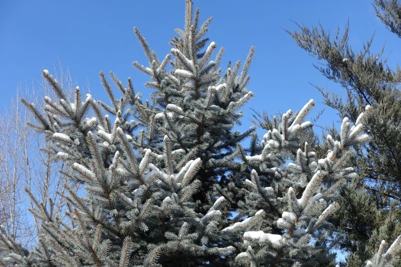 Świerk srebrzysty może być uprawiany zarówno w ogrodzie, jak i w donicy