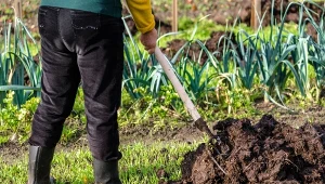 Obornik jest doskonałym nawozem pochodzenia naturalnego.
