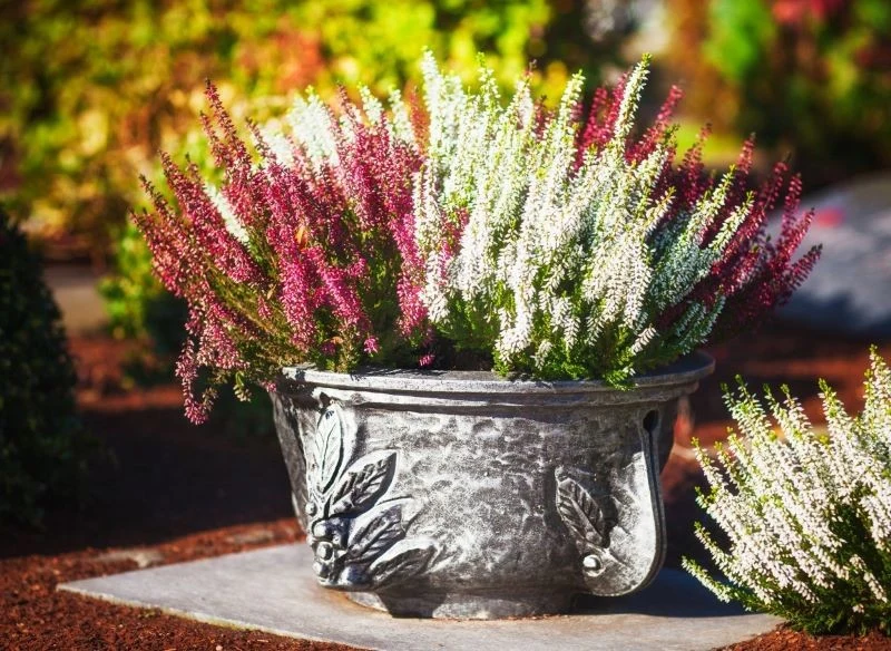 Poznajcie trwałe kwiaty na cmentarz