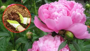 Czego potrzebuje piwonia, by przetrwać zimę? Sprawdźcie! Fot. 123RF.com/Canva Pro