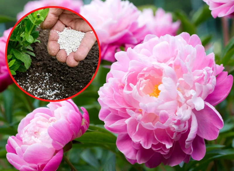 Aby zasilić kwitnienie piwonii, wiosną i jesienią warto je nawozić
