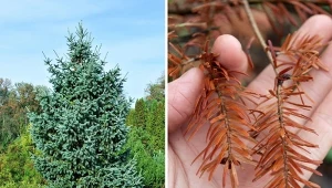 Brązowienie, utrata igieł oraz dziwny nalot to pierwsze objawy chorób świerka. Fot. Canva Pro