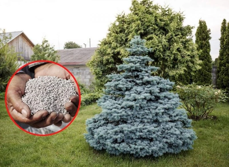 We wrześniu i październiku do zasilania świerków należy używać nawozów jesiennych