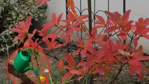 Jak ochronić azalię przed przymrozkami? Sprawdźcie!