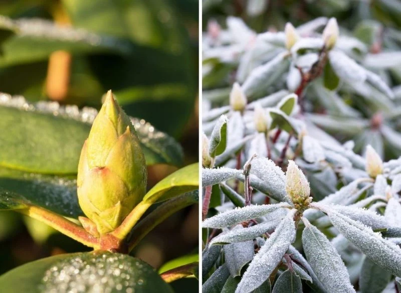 Jesienią i zimą rododendrony potrzebują wilgotnego podłoża